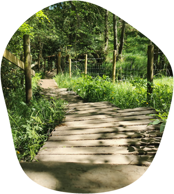 wooden path through through woods