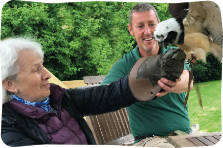 Bird of prey display