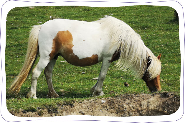 Bodmin Pony