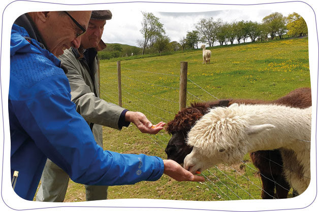 Feeding alpacas