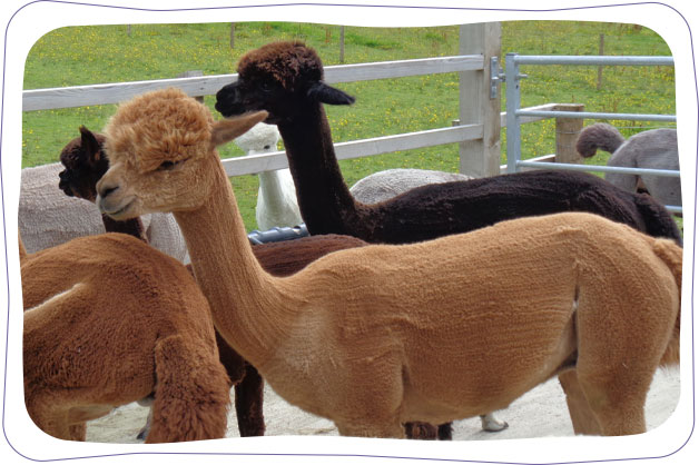 Alpacas