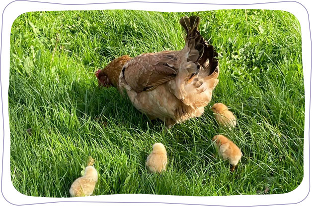 Mother hen and chicks in a field